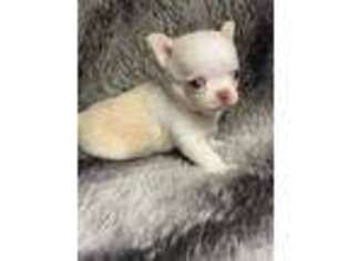 Chihuahua Puppy for sale in Saginaw, MI, USA
