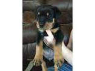 Rottweiler Puppy for sale in Culver, OR, USA