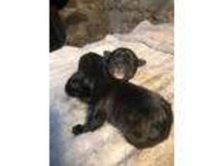 Cane Corso Puppy for sale in Wilmington, DE, USA