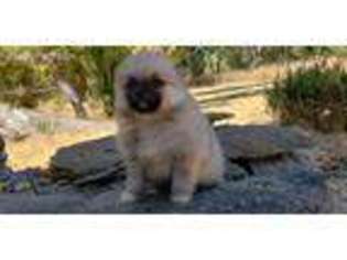 Pomeranian Puppy for sale in Squaw Valley, CA, USA