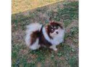 Pomeranian Puppy for sale in Mountain Grove, MO, USA