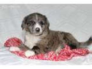 Australian Shepherd Puppy for sale in Grand Rapids, MI, USA