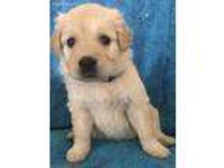 55+ Golden Retriever Puppies For Sale In Michigan
