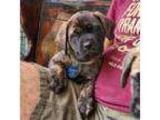 Mastiff Puppy for sale in Brooksville, FL, USA