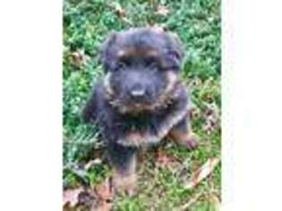 German Shepherd Dog Puppy for sale in Braselton, GA, USA