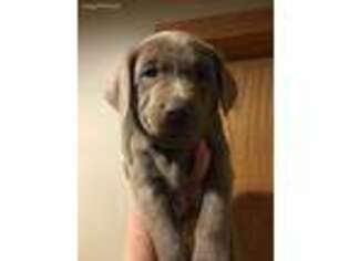 Labrador Retriever Puppy for sale in Newton, KS, USA