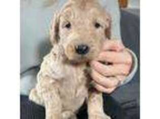 Labradoodle Puppy for sale in Berlin, NJ, USA