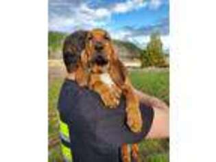 Bloodhound Puppy for sale in Eatonville, WA, USA