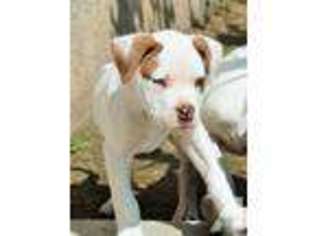 American Bulldog Puppy for sale in HIGHLAND, CA, USA
