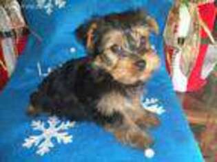 Yorkshire Terrier Puppy for sale in Blanchester, OH, USA