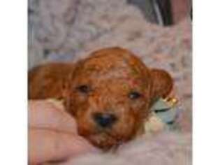 Mutt Puppy for sale in North Adams, MI, USA