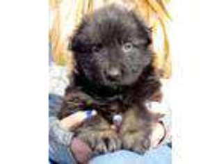 Mutt Puppy for sale in Eldon, MO, USA