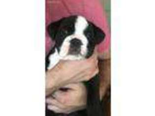 Bulldog Puppy for sale in Finksburg, MD, USA