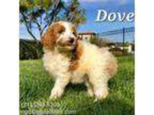 Goldendoodle Puppy for sale in Brea, CA, USA