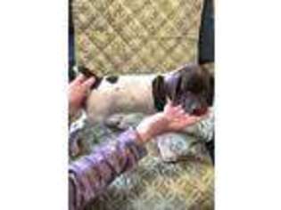German Shorthaired Pointer Puppy for sale in Slatington, PA, USA