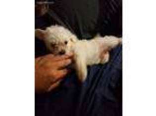 Maltese Puppy for sale in Calexico, CA, USA