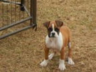 Boxer Puppy for sale in Beech Island, SC, USA