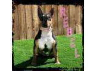 Bull Terrier Puppy for sale in Delta, CO, USA