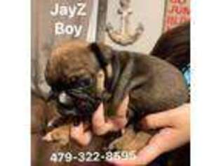 Bulldog Puppy for sale in Spiro, OK, USA