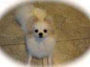Pomeranian Puppy for sale in Belleview, FL, USA