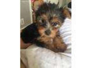 Yorkshire Terrier Puppy for sale in Ossining, NY, USA