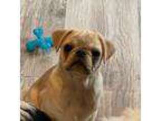 Pug Puppy for sale in Syracuse, NY, USA