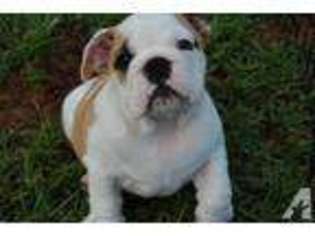 Bulldog Puppy for sale in SUMMIT, MS, USA