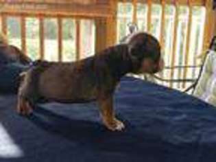 Olde English Bulldogge Puppy for sale in Mechanicsville, MD, USA