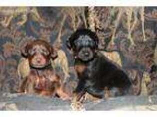 Doberman Pinscher Puppy for sale in Austell, GA, USA