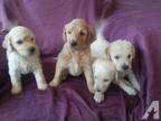 Labradoodle Puppy for sale in NEWBERG, OR, USA