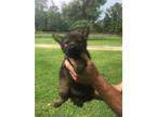 German Shepherd Dog Puppy for sale in Magnolia, TX, USA