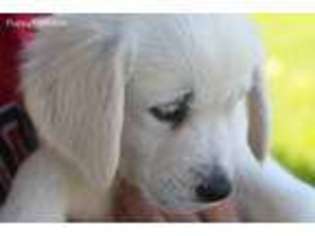 Golden Retriever Puppy for sale in Jackson, MO, USA