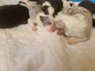 Border Collie Puppy for sale in Newalla, OK, USA