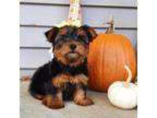 Yorkshire Terrier Puppy for sale in Memphis, MO, USA