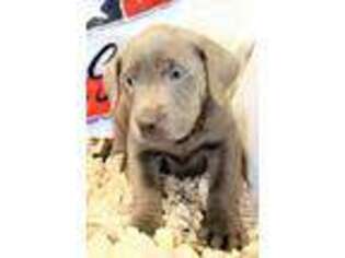 Labrador Retriever Puppy for sale in Moffat, CO, USA