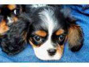 Cavalier King Charles Spaniel Puppy for sale in Doon, IA, USA