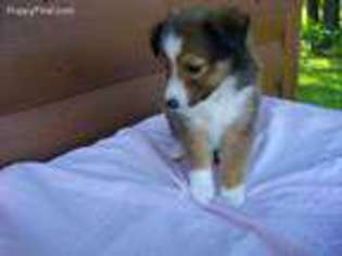 Shetland Sheepdog Puppy for sale in Macomb, MO, USA