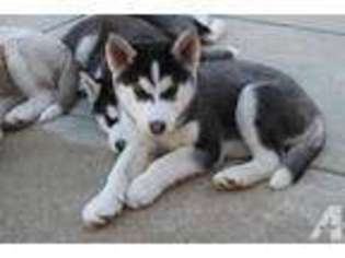 Siberian Husky Puppy for sale in SAN FERNANDO, CA, USA