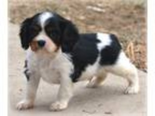 Cavalier King Charles Spaniel Puppy for sale in Longmont, CO, USA