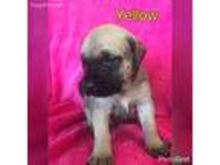 Mastiff Puppy for sale in Galloway, OH, USA