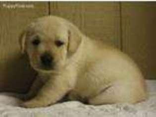 Labrador Retriever Puppy for sale in Leburn, KY, USA