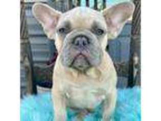 French Bulldog Puppy for sale in Evans Mills, NY, USA