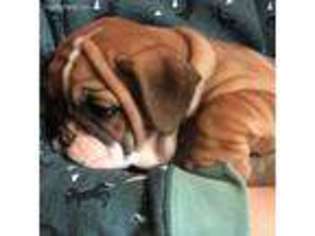 Bulldog Puppy for sale in Dresher, PA, USA