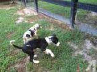 Great Dane Puppy for sale in GLOUCESTER, VA, USA
