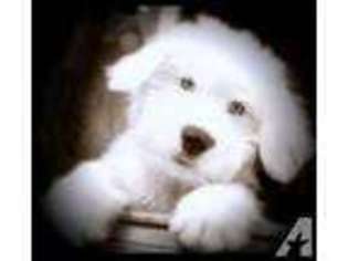 Old English Sheepdog Puppy for sale in BAKERS SUMMIT, PA, USA