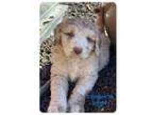 Australian Shepherd Puppy for sale in Eagle, NE, USA