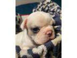 French Bulldog Puppy for sale in Apalachin, NY, USA