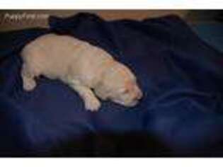 Goldendoodle Puppy for sale in Fayetteville, TN, USA