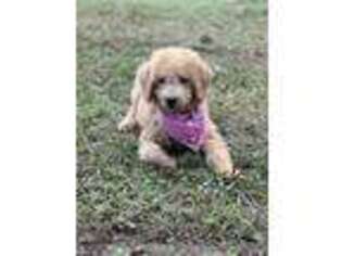 Labradoodle Puppy for sale in Starr, SC, USA