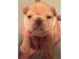 French Bulldog Puppy for sale in Brighton, MO, USA